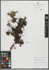 Foto von Salix serpyllifolia Scop.